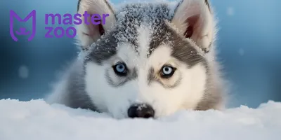 Собака хаски сидит на белом фоне Обои Изображение для бесплатной загрузки -  Pngtree