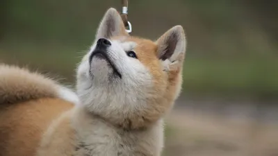 Акита-ину - порода собаки Хатико . Обсуждение на LiveInternet - Российский  Сервис Онлайн-Дневников