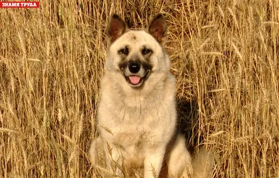 История собаки Хатико в Ханкайском районе потрясла Приморье