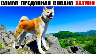 Собака породы Inu Akita хатико. Портрет. Стоковое Фото - изображение  насчитывающей смотреть, сторона: 187212526