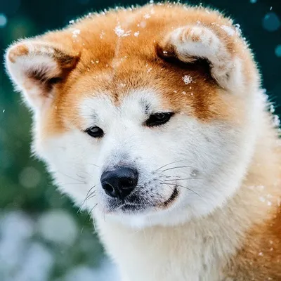 Японская собака хатико - 66 фото