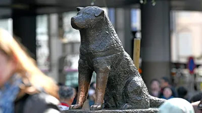 Акита-ину - порода собаки Хатико