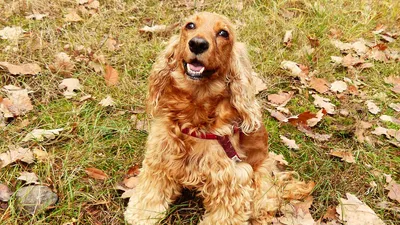 Английский кокер-спаниель - описание породы собак: характер, особенности  поведения, размер, отзывы и фото - Питомцы Mail.ru