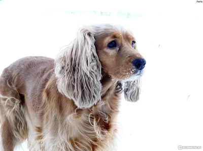 ✓ Кокер-спаниель - добрая охотничья собака, идеальная порода для всей семьи  - YouTube