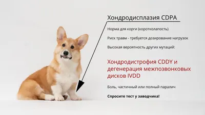 картинки : Welshcorgi, Корги, собака, за пределами, Собака, как  млекопитающее, порода собаки, Валлийский корги, Собака породы группа,  Пемброк вельш корги, Морда, Бакенбарды, Кардиган вельш корги, Исландская  овчарка, трава, растение, мех, Карниворан ...