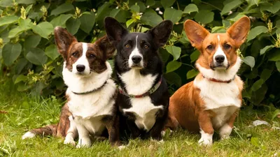 Собака вельш-корги пемброк: 🐕 фото, описание и характер породы