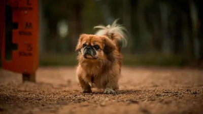 Порода собак пекинес - Породы собак обзор на Gomeovet