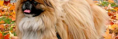 ✓ Пекинес - императорская собака родом из Китая - YouTube