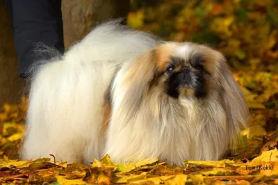 Красивая порода собак пекинес изолирована на прозрачном фоне | Премиум PSD  Файл