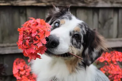 Коричневый цвет собаки, представляющих с цветами на фоне светлых цветов  Стоковое Изображение - изображение насчитывающей цветки, собака: 183230749