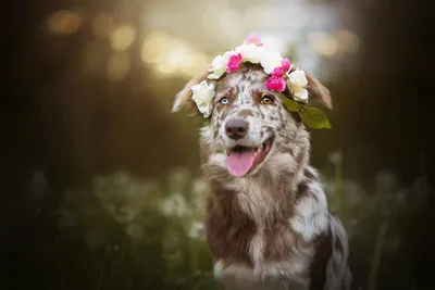 Милый щенок, цвета собаки весной желтые на зацветенном луге, портрете собаки  Стоковое Фото - изображение насчитывающей цветы, красивейшее: 148749806