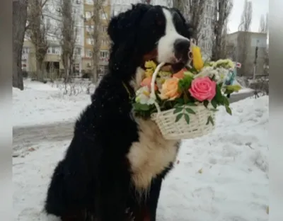 Купить «Игрушка из цветов \"Собака\" art. 24-95» по доступной цене с  доставкой по Москве в салоне Fl-er