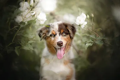 Портрет собаки на поле с цветами :: Стоковая фотография :: Pixel-Shot Studio