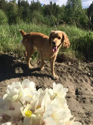 В Саратове собака носит сумки из магазина и дарит цветы — Регион 64