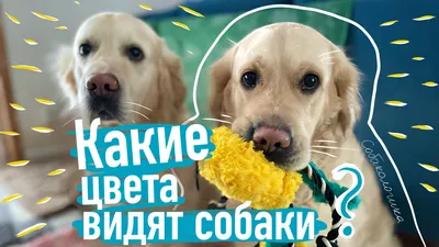 Кинолог предупредил, какими цветами может отравиться собака | Ветеринария и  жизнь