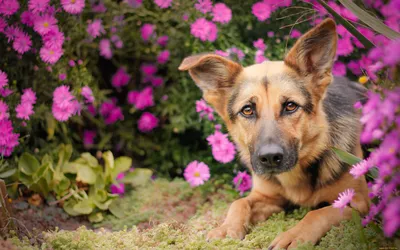 Желтая рвота у собаки, причины возникновения и лечение