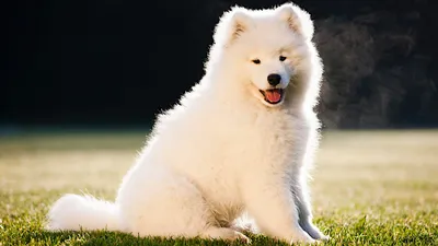 Самоедская собака: фото, характер, описание породы