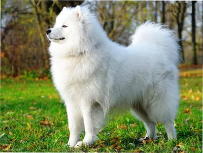 Самоедская собака — Википедия