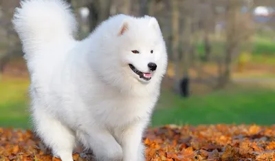 Самоедская собака — описание породы от А до Я