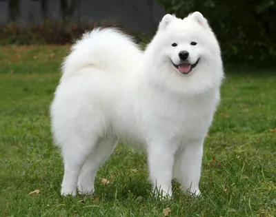 Самоед - белый медведь собачьего мира | Собаки | Dogsacademy.ru | Дзен