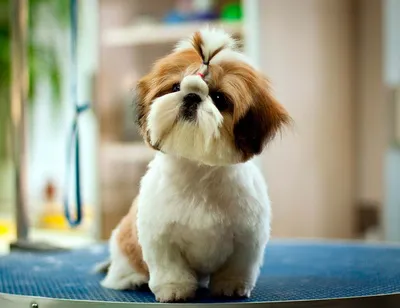 Собака породы ши-тцу, особенности породы, фото, описание породы, характер,  цена