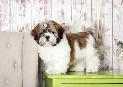 Похожая на Леди Гагу собака стала интернет-звездой - TOPNews.RU