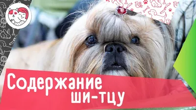 Ши-тцу - описание породы собак: характер, особенности поведения, размер,  отзывы и фото - Питомцы Mail.ru