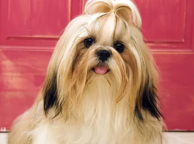Подушки декоративные с 3d фото собаки породы Ши-тцу купить