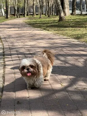 Barber Pet - Сегодня мы расскажем о стрижке собак породы ши-тцу. 🐾  Профессиональная стрижка для таких собак – это формирование силуэта собаки  по породному стандарту. Особенностью стрижки является длинная распущенная  шерсть и