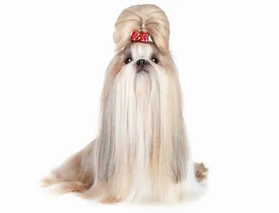 Футболка 3D «Shih Tzu Face» с собакой шитцу The Mountain купить онлайн |  Интернет-магазин Tees.by