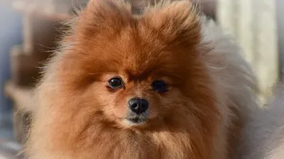 Померанский шпиц собака: фото, характер, описание породы