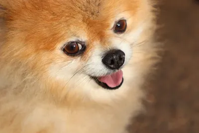 Порода собаки японский шпиц: характеристики, фото, характер, правила ухода  и содержания - Petstory