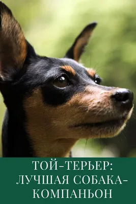 Panda Expo SPB - 🐕ТОЙ ТЕРЬЕР🐕 🐕Если в вашем доме появилась собака породы той  терьер, питание щенков должно быть первым вопросом, которым вам стоит  озаботиться. 🐕Чтобы ваш щенок рос здоровым и крепким,