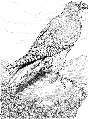 File:Самка сокола сапсана в ловушке.JPG - Wikimedia Commons
