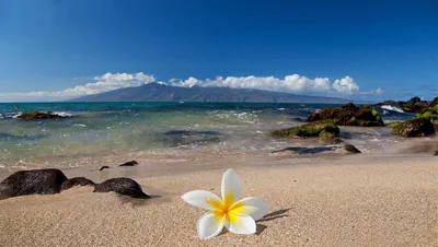 Солнце, море, пальмы, пляж — Фото №165017