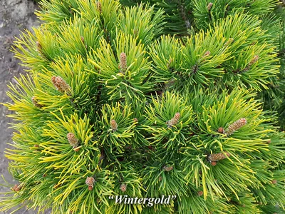 Сосна жёлтая (Pinus ponderosa)100-120см, С15 | Питомник растений Сосны