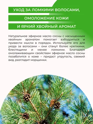 Рекомендации по уходу за уличным бонсай - Сосна (Pinus)