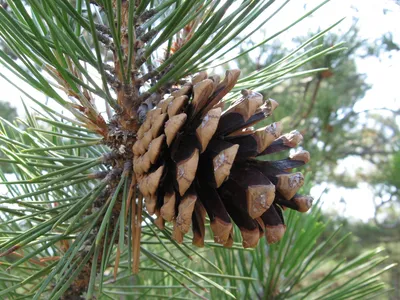 Купить сосну обыкновенную (Pinus sylvestris) в Киеве. Саженцы сосны в  контейнерах в интернет-магазине