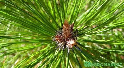 Сосны Лес Хвойный - Бесплатное фото на Pixabay - Pixabay
