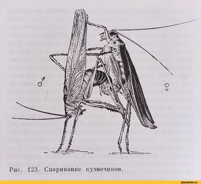 Шипы на пенисе и 10-часовой секс: как спариваются эти животные - Газета.Ru