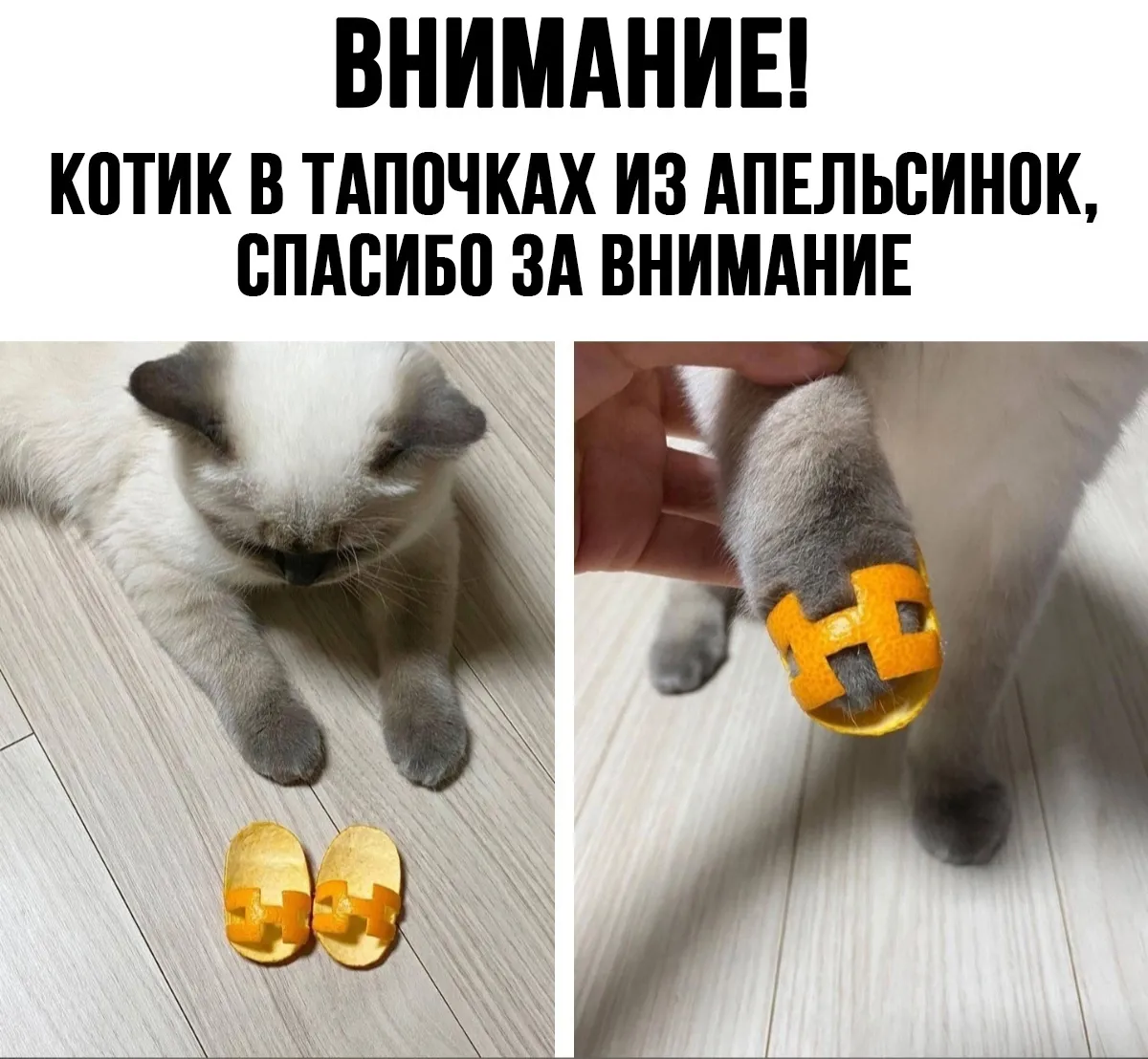 Спасибо за внимание прикол