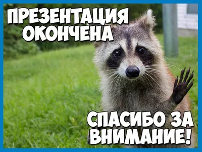 Картинка «Спасибо за внимание» для презентаций (140 фото) | Презентация,  Мемы, Смешно