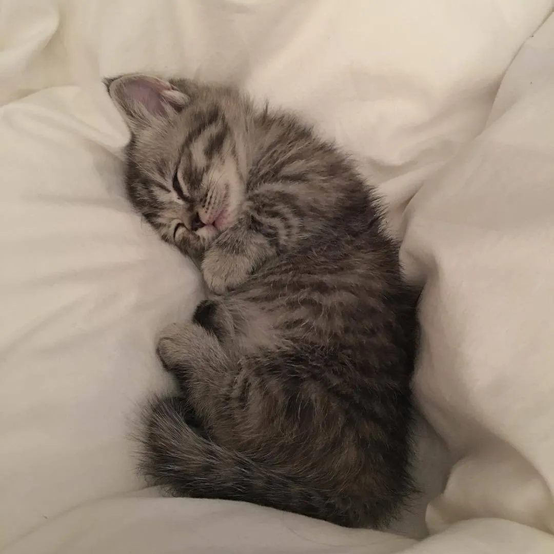 Милые спящие котята. Сонный котенок. Спящий кот. Пушистый спящий котенок