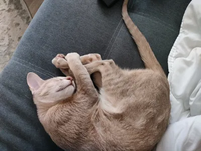 Спящий котенок | Пикабу