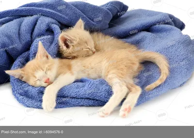 Есть более милые фото спящих котят? | Пикабу