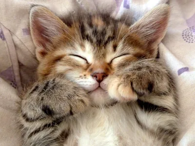Симпатичные спящие котята дома :: Стоковая фотография :: Pixel-Shot Studio