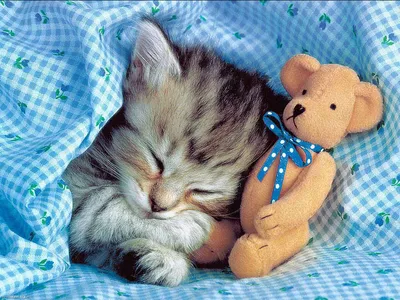 Фотогалерея \"Спящие котята\" - \"Спящий котенок с мишкой\" - Фото котят