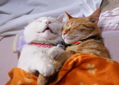Пазл спящий миленький котенок - разгадать онлайн из раздела \"Животные\"  бесплатно
