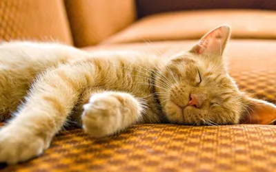 Пара Красивых Маленьких Котят, Спящих На Фоне Холста Фотография, картинки,  изображения и сток-фотография без роялти. Image 68119022