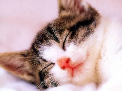 Фотогалерея \"Спящие котята\" - \"Спящий котенок крупным планом\" - Фото котят